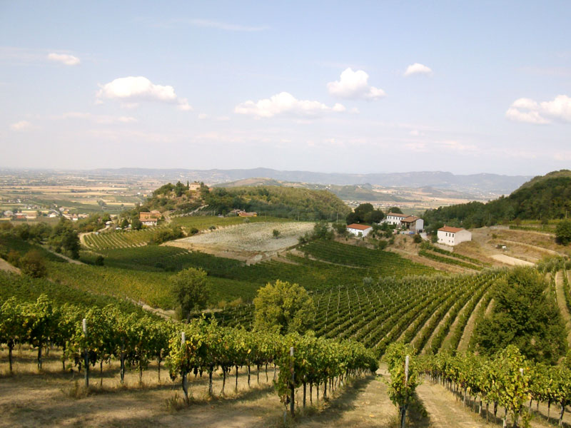 Colli Euganei Vineyards Colli Euganei Vineyards