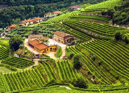 Vineyards of Valpolicella
