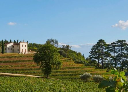bertani winery