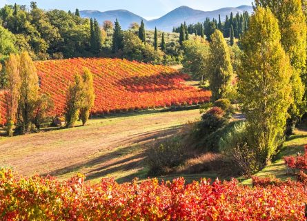 falesco winery