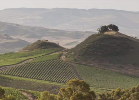 tasca d'almerita winery