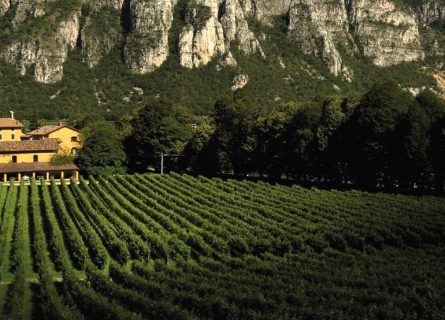 tenuta san leonardo