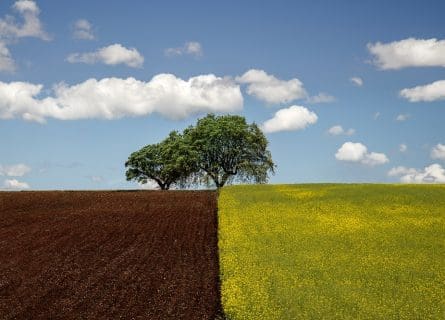 Rustic charm of the Alentejo landscape