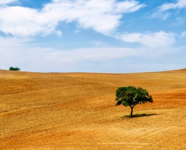 Private Wine Tour in Alentejo