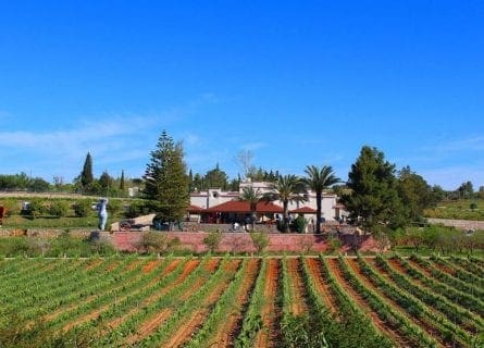 Wineries for sale in the Algarve region – regional wine of Algarve