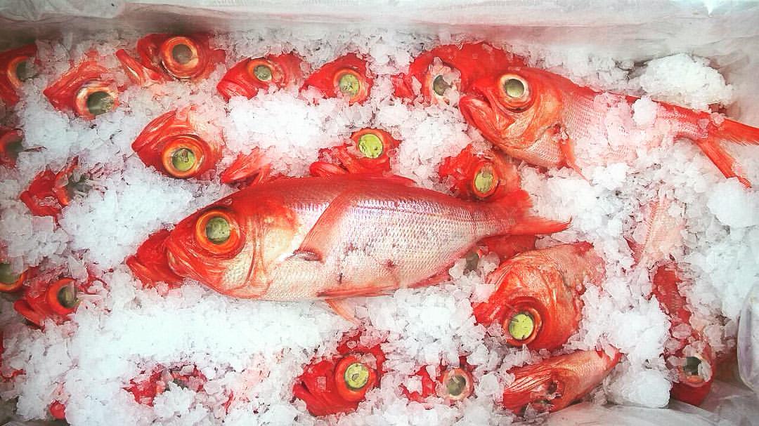 Fresh Azorean fish Fresh Azorean fish