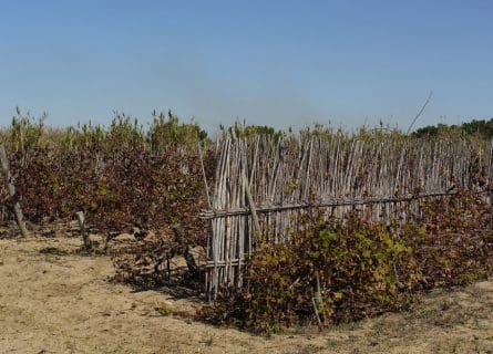 Vineyards in the dunes