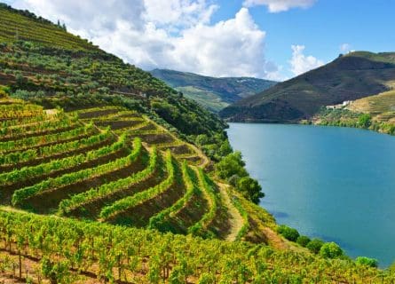 Douro Valley vineyards