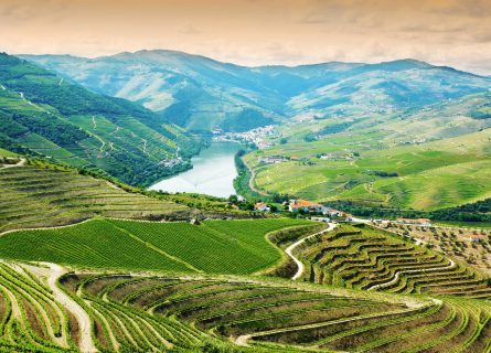 Douro Valley vineyards