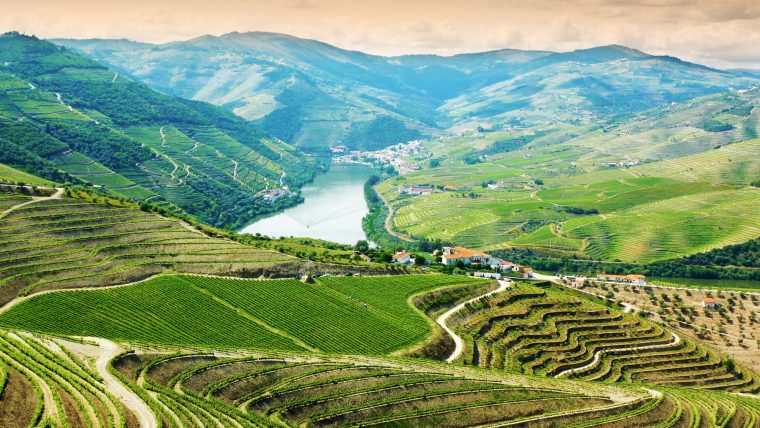 Douro Valley vineyards