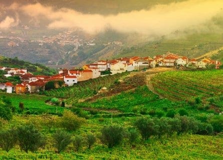 Dao Wine Region Guide
