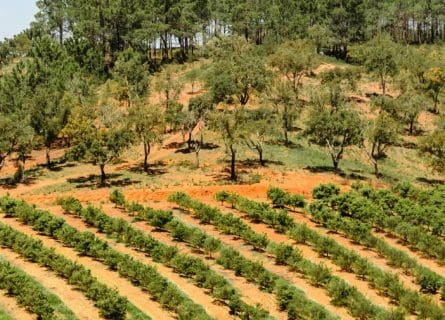 wine-regions - algarve wine region