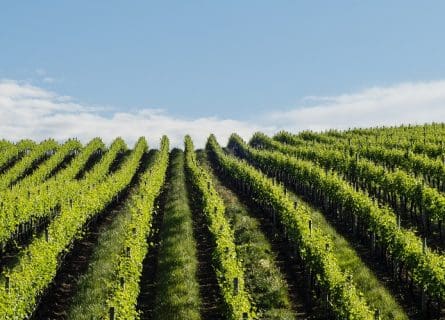 wine-regions - carcavelos wine region
