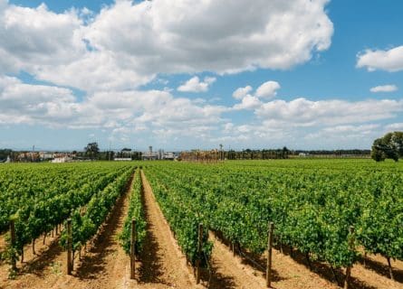 setubal-wine-region