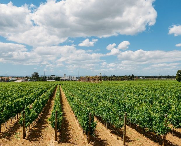 Setubal Peninsula Wine Region Guide