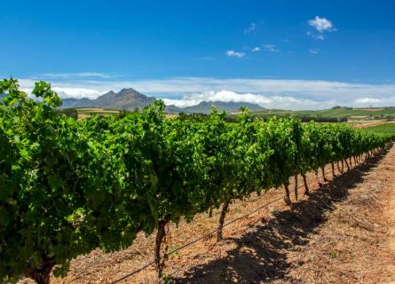 Vineyards of Constantia