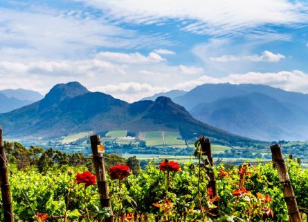 The Vineyards of Franschhoek with Drakenstein Mountains in the Background