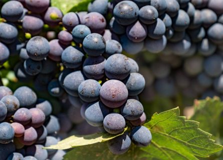 Pinotage Grapes, Across Between Cinsaut and Pinot Noir