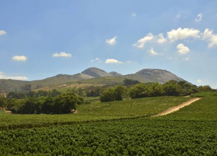Vineyards in the Paarl Wine Region