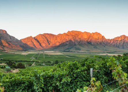 Chile Wine Tour