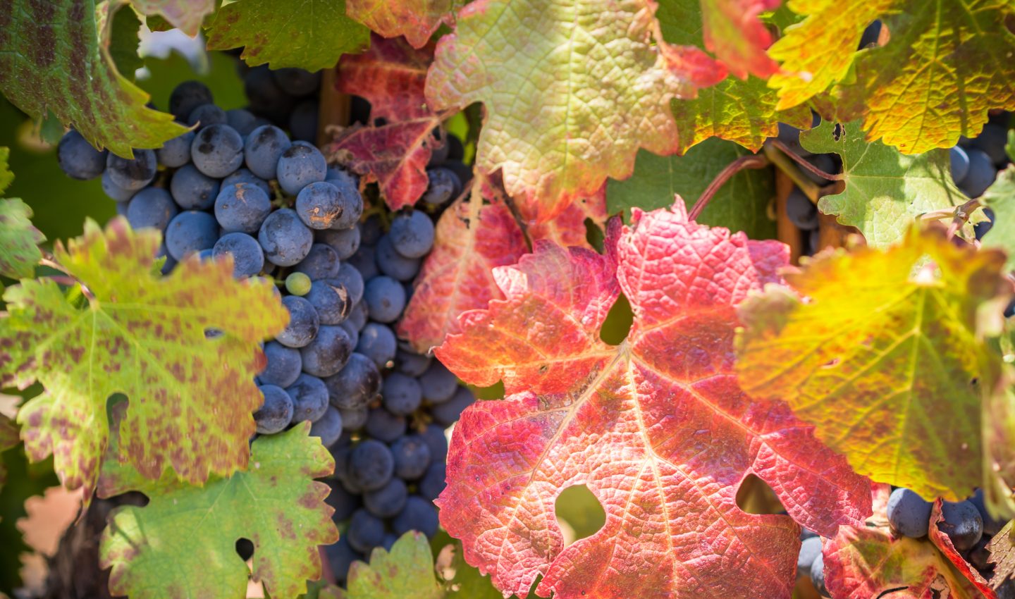 Frankschhoek Vineyard at Harvest