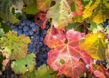 Frankschhoek Vineyard at Harvest