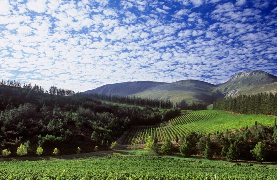 Paul Cluver Estate