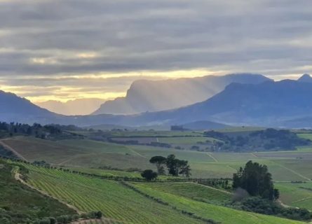 wineries - demorgenzon