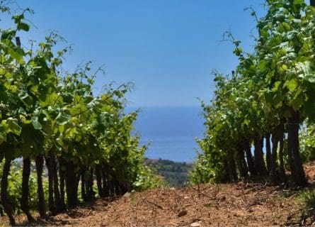 Alella vineyards overlooking the sea