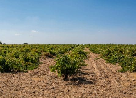 Vineyards of Arribes