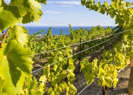 Alella vineyards