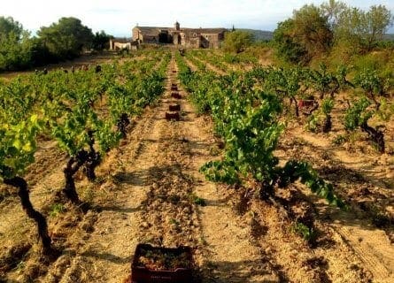 Pares Balta Vineyard