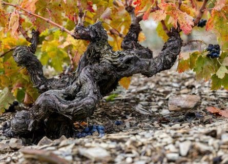 Old Grenache Grapevine in the Unique Slate Known as Llicorella