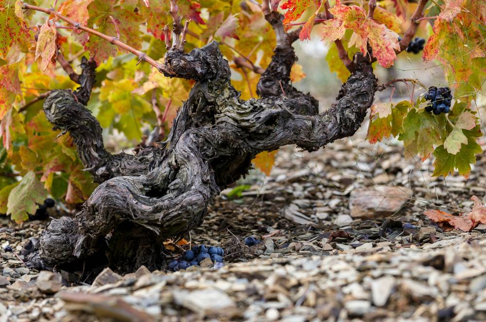 Old Grenache Grapevine in the Unique Slate Known as Llicorella
