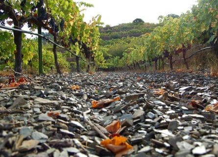 Llicorella Soil: Nurturing Priorat