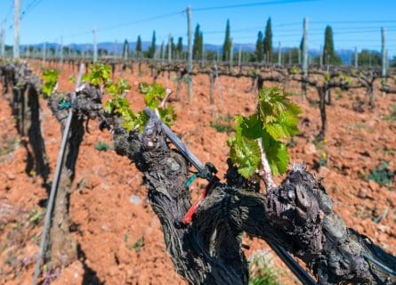 Vineyards in Alt Empordà