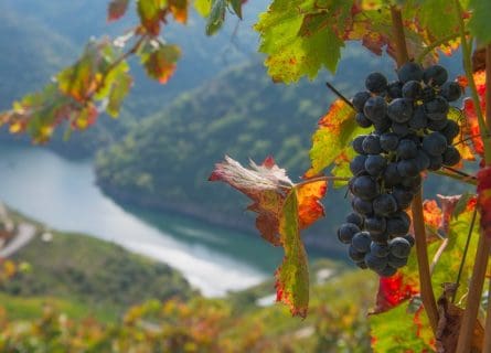 Ribeira Sacra: Where ancient vines thrive on steep, breathtaking slopes