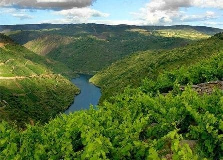 Vineyards at Adega Algueira