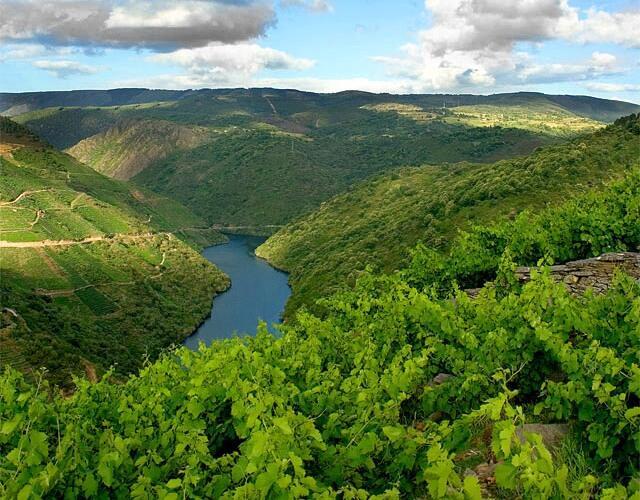 Vineyards at Adega Algueira