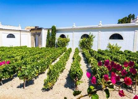 The vineyards of Jerez