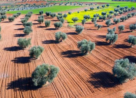 Olive groves of La Mancha