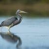 Birdwatching, La RIoja