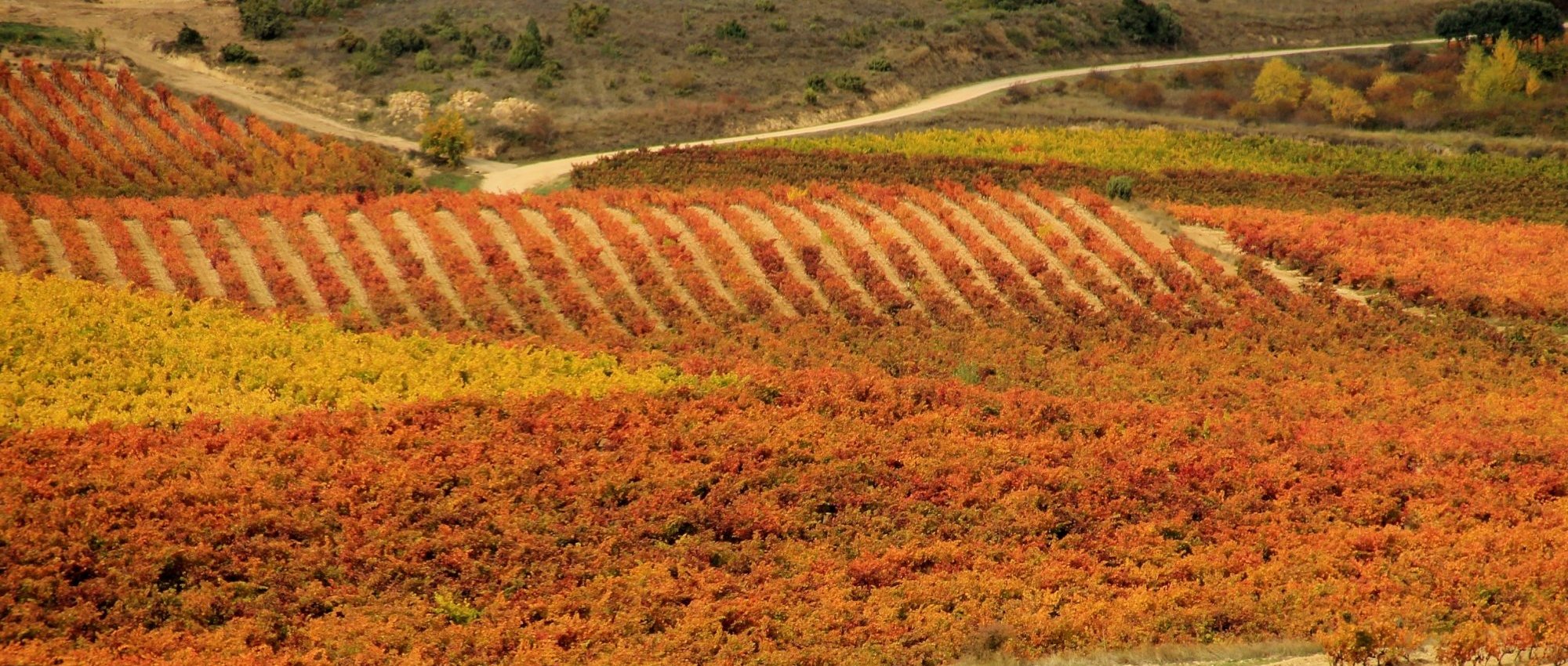 La Rioja Wine Tours Visit Mythical Vineyards & Taste Amazing Wines