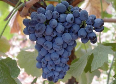 Prieto Picudo grape, unique to Leon region