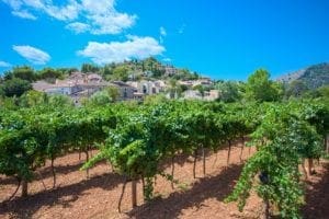 mallorca photo mallorca - mallorca-vineyards