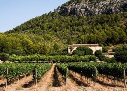 mallorca - son-brull-vines