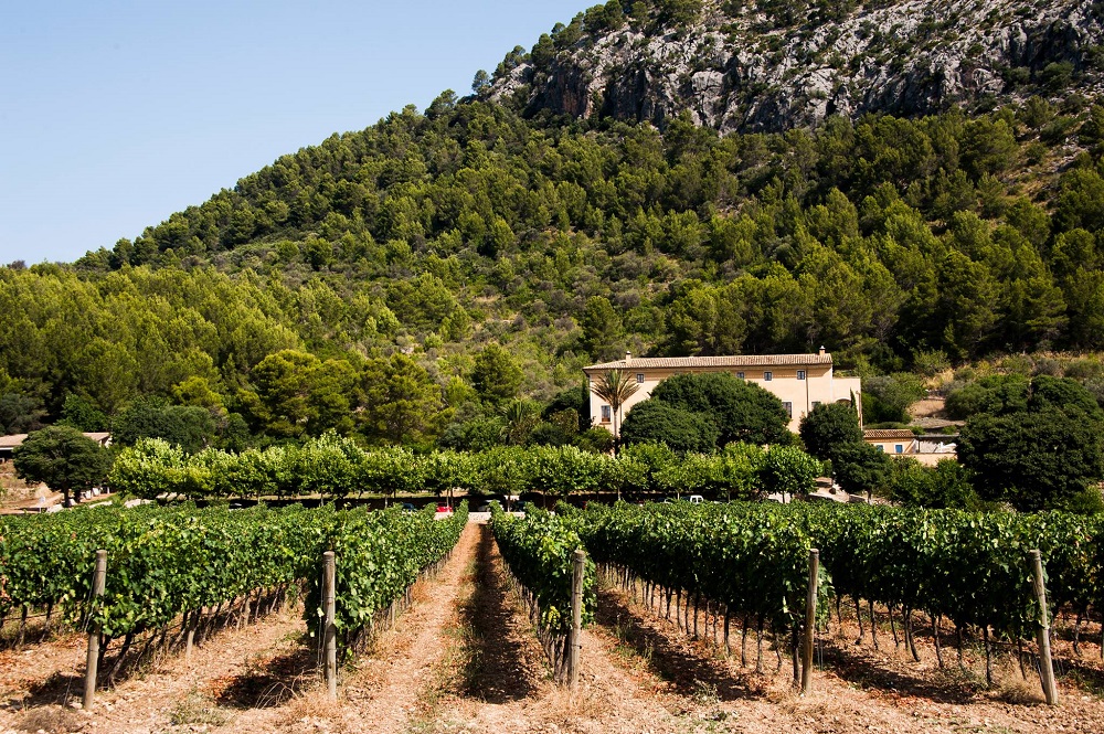 Your luxury Relais & Chateaux Overlooking the Vines mallorca - son-brull-vines