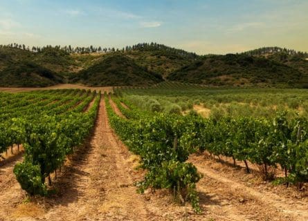 Vineyards near Santiago de Navarra near Pamplona