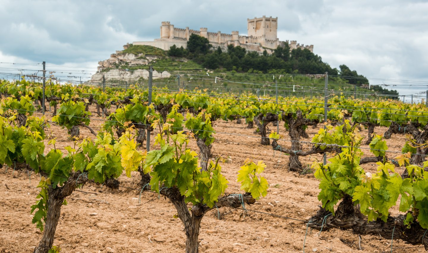 Peñafiel Castle, Ribera del Duero Peñafiel Castle, Ribera del Duero