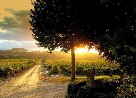 Contino Wine estate